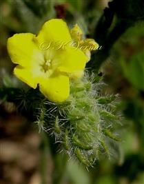  Flower-Long Styled-PIN Form